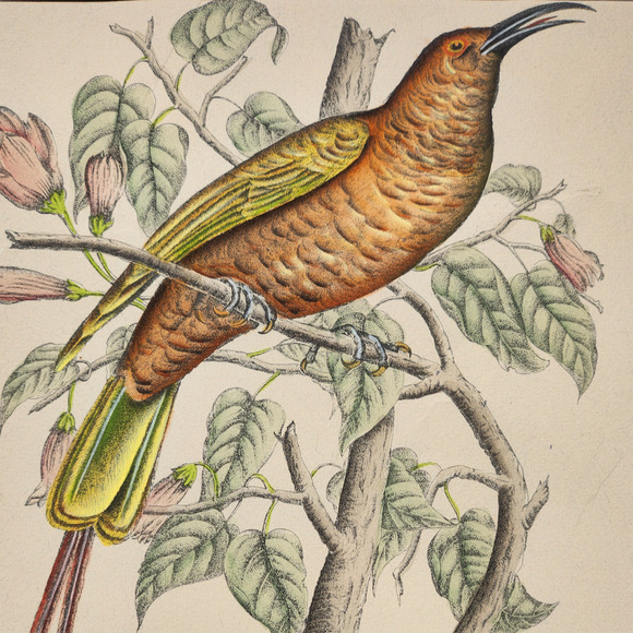 Framed J. & E. Gould - Nectarina Famosa Lithograph Print 17 1/2 x 21 1/2" - Picture 5 of 16